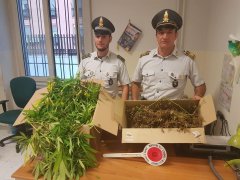 Marijuana sequestrata dalla Guardia di Finanza di Napoli