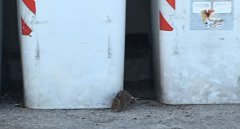 via Munazio Planco, ratti