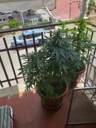 Benevento. Coltivava marijuana sul balcone: arrestato dalla Polizia
