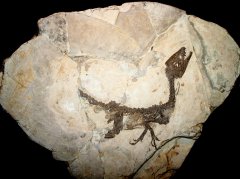 Milano, Museo storia naturale - Scipionyx samniticus - Foto Giovanni Dall'Orto. Con licenza Attribution tramite Wikimedia Commons