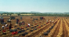Lavoro nei campi pomodori foto: Osservatorio Diritti