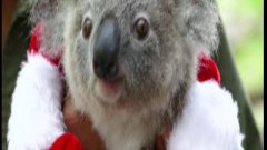 Australia: il primo compleanno di Bon Bon, koala nato a Natale
