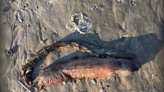 Il dopo uragano in Texas: strana creatura ritrovata in spiaggia