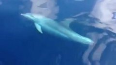 Taranto, il Golfo dei delfini: si avvicinano alla barca per salutare i bagnanti
