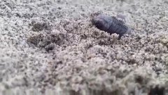 Emozione per la nascita delle tartarughe sulla spiaggia di Marina di Camerota