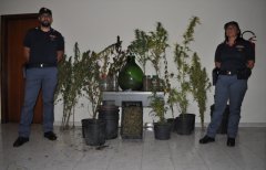 La marijuanasequestrata dalla Polizia