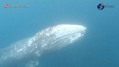 Avvistata una balena grigia nel Mediterraneo