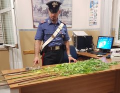 Arresti Cannabis a Calvi