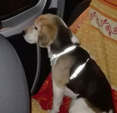 La cagnolina di razza Beagle smarrita a Pastene