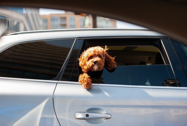 In viaggio con il proprio cane