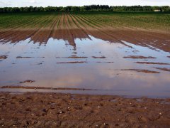 Pioggia in agricoltura